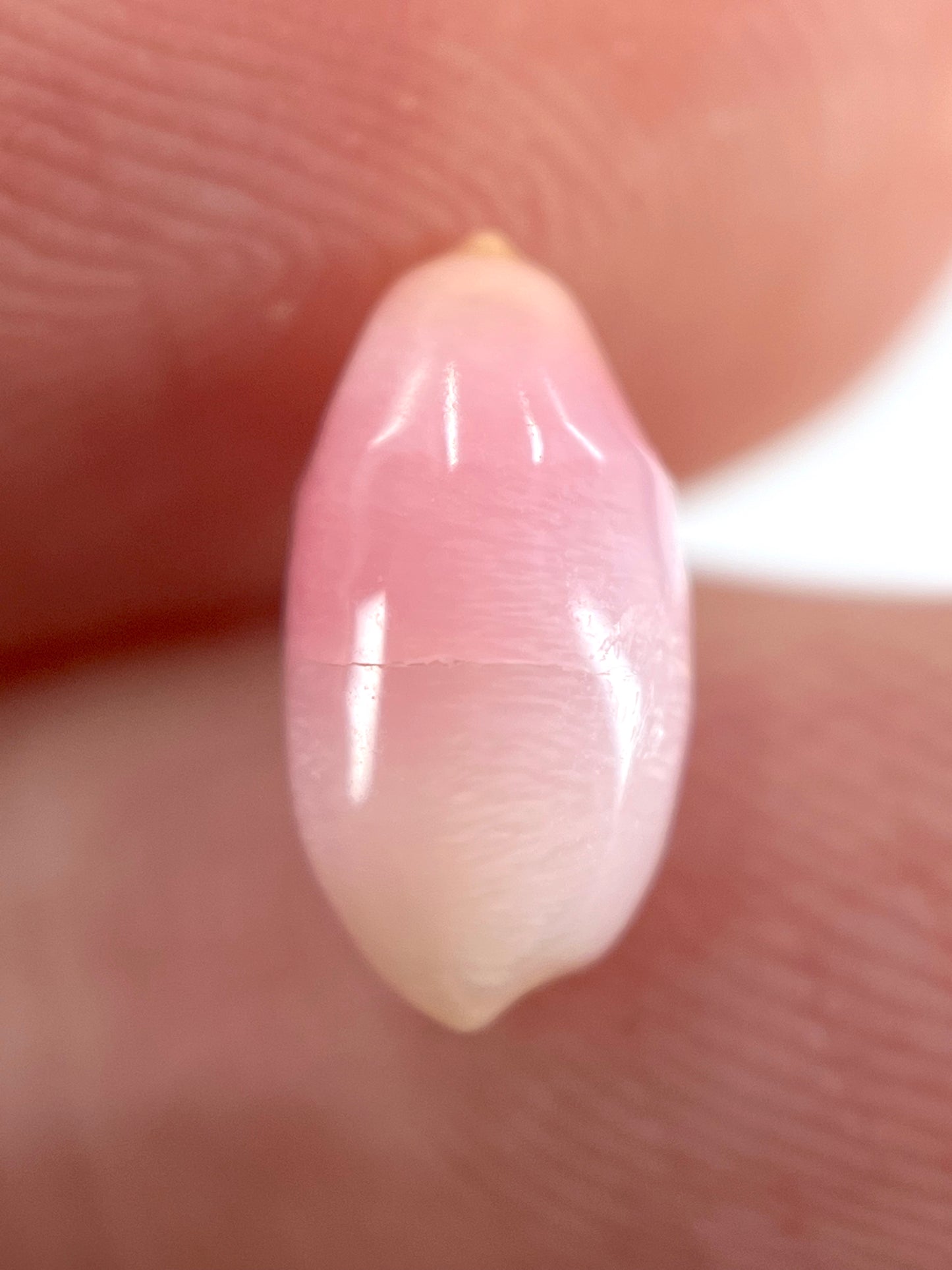 2.12 ct. Natural Pink Conch Pearl